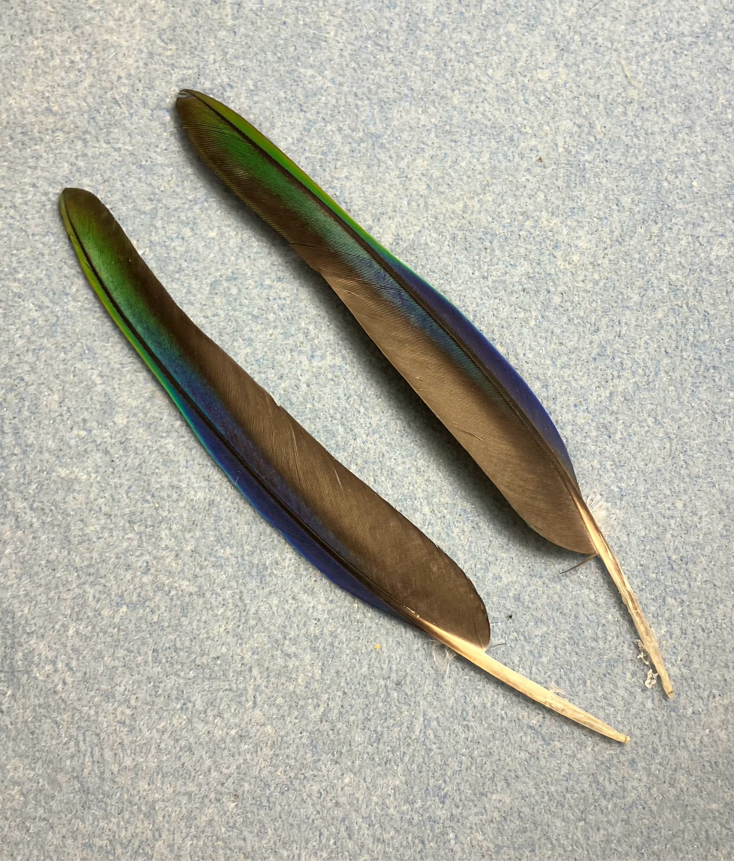 Pair of gorgeous green, black, and blue white-capped Pionus wing feathers