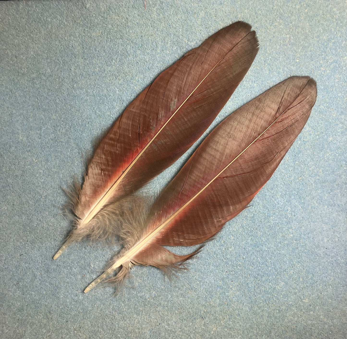 Pair of gorgeous green, blue, and red scarlet macaw wing feathers