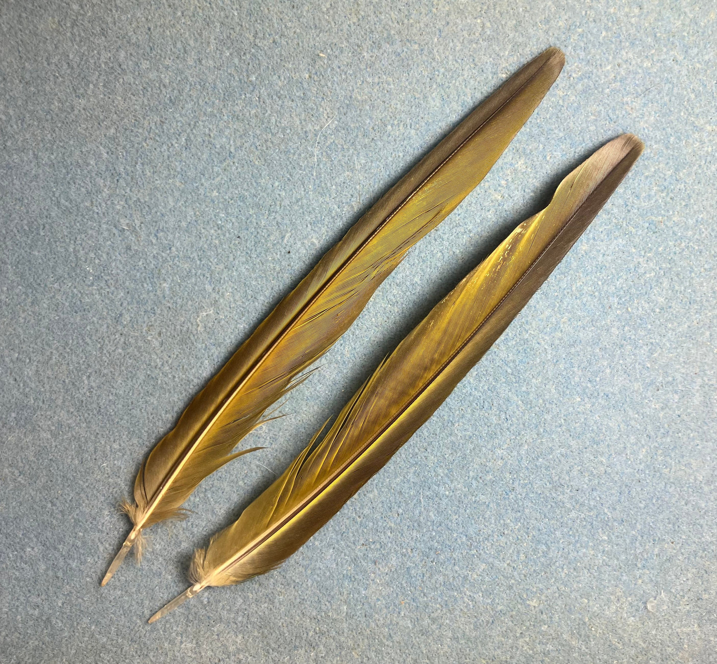 Pair of gorgeous blue, green, and red Illiger’s mini macaw tail feathers