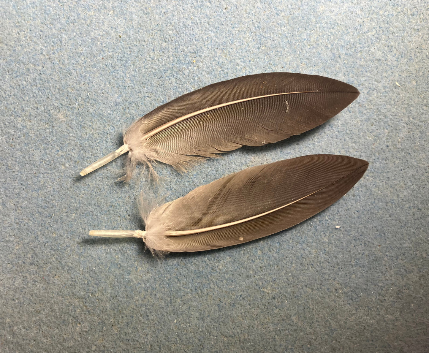 Pair of gorgeous blue and yellow military macaw wing feathers