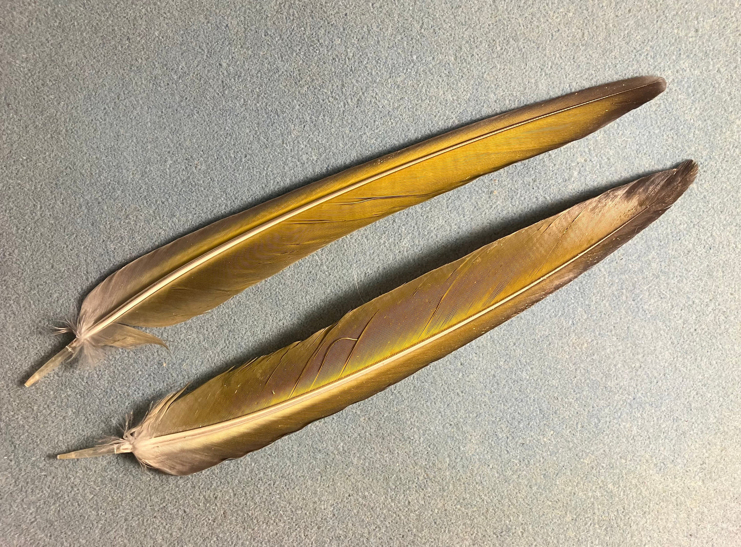 Pair of gorgeous blue and yellow blue throated macaw tail feathers