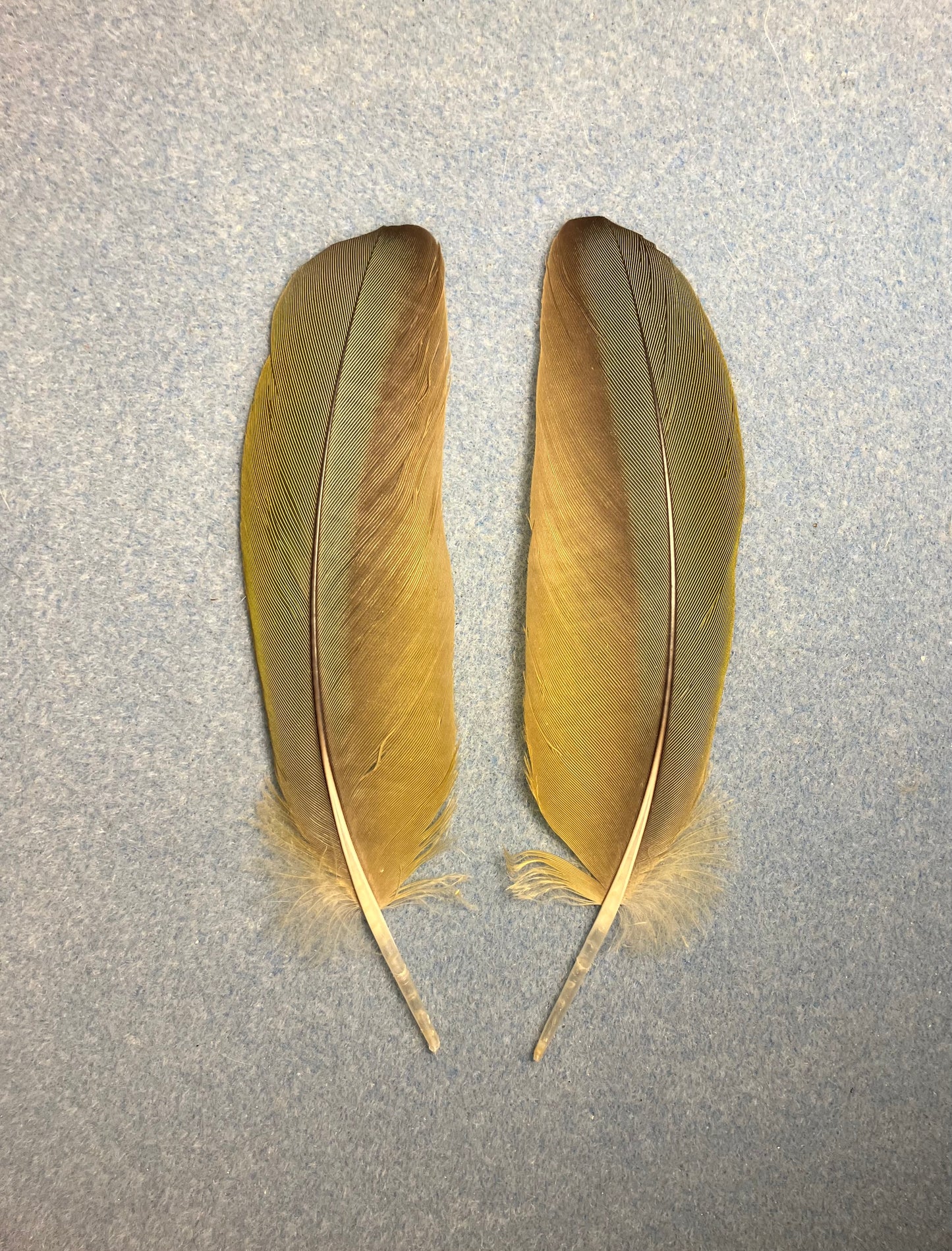 Pair of gorgeous olive green red-fronted macaw wing feathers