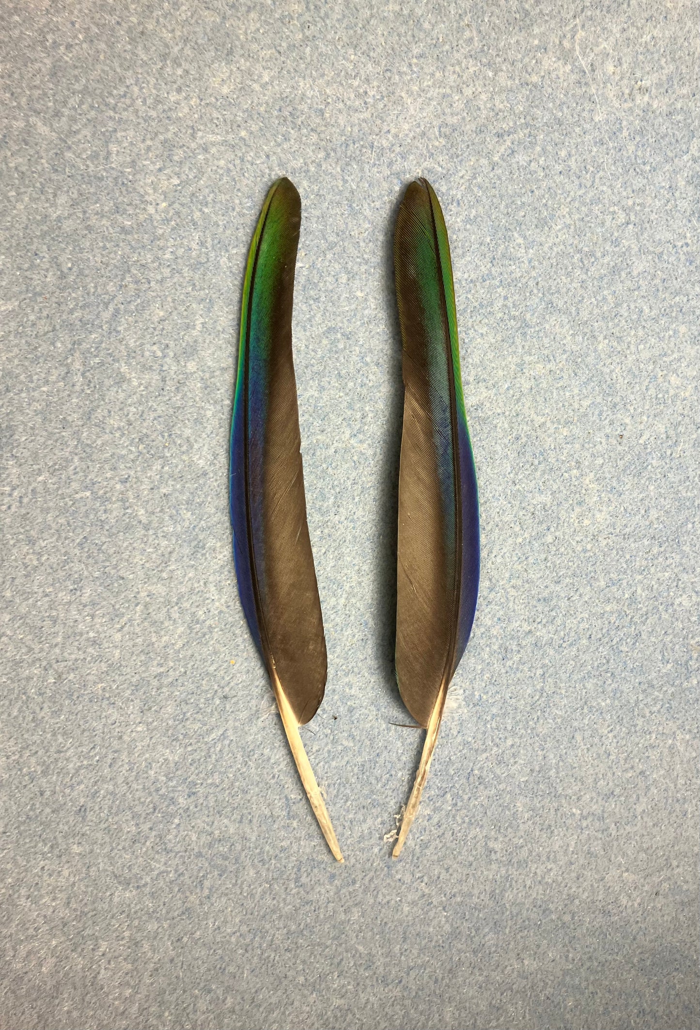 Pair of gorgeous green, black, and blue white-capped Pionus wing feathers