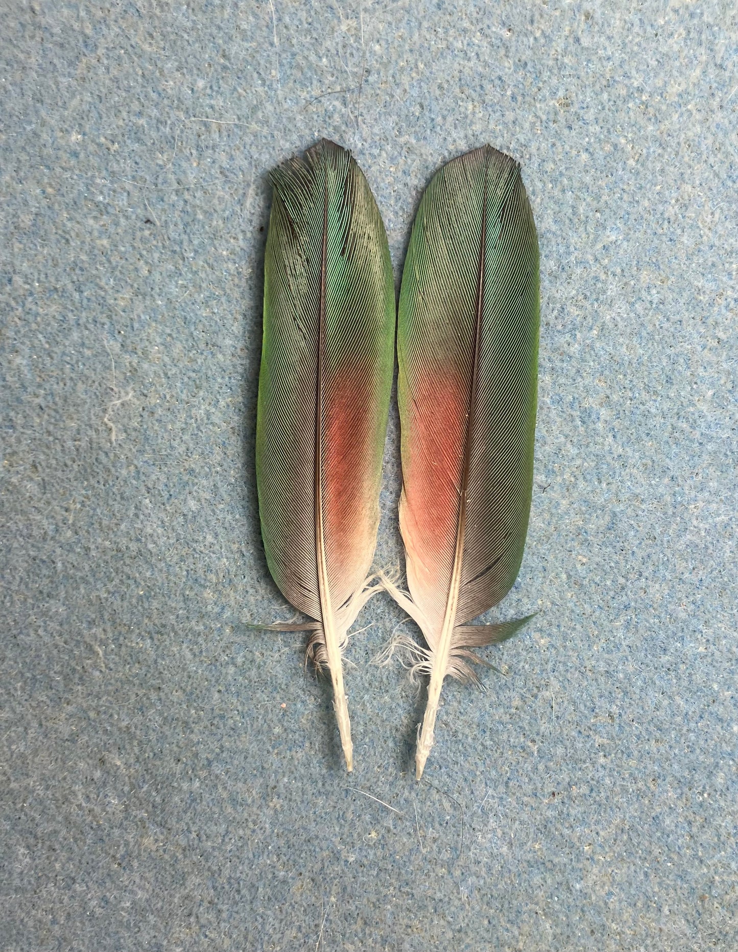 Pair of gorgeous green, blue, and red blue headed Pionus tail feathers