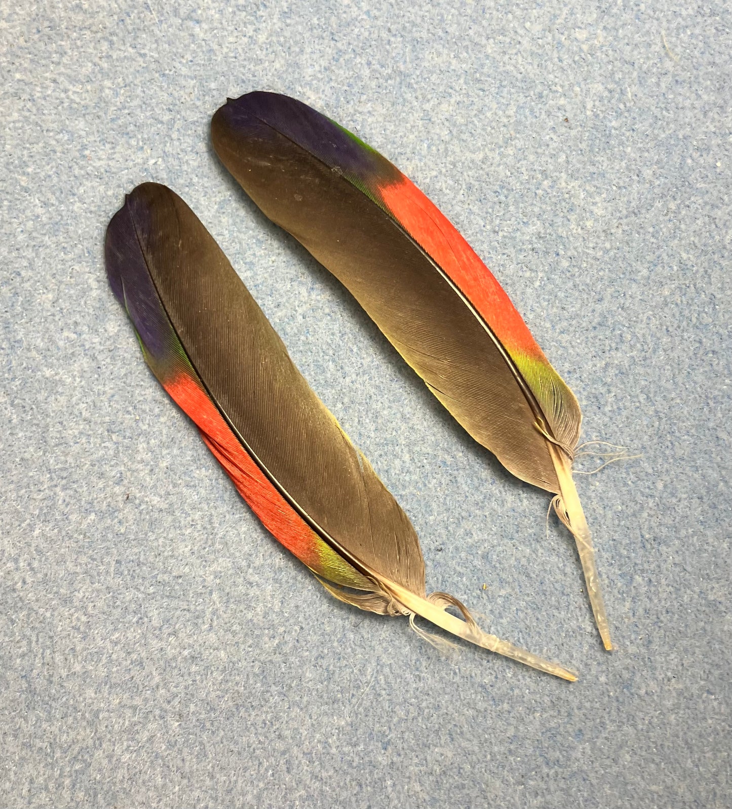 Pair of gorgeous black, blue, and red red-lored Amazon wing feathers