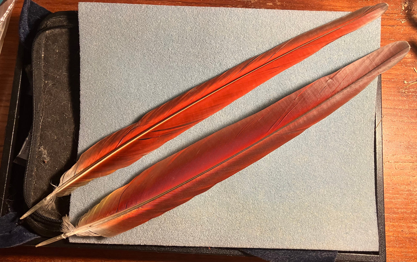 Pair of gorgeous blue and red greenwinged macaw tail feathers