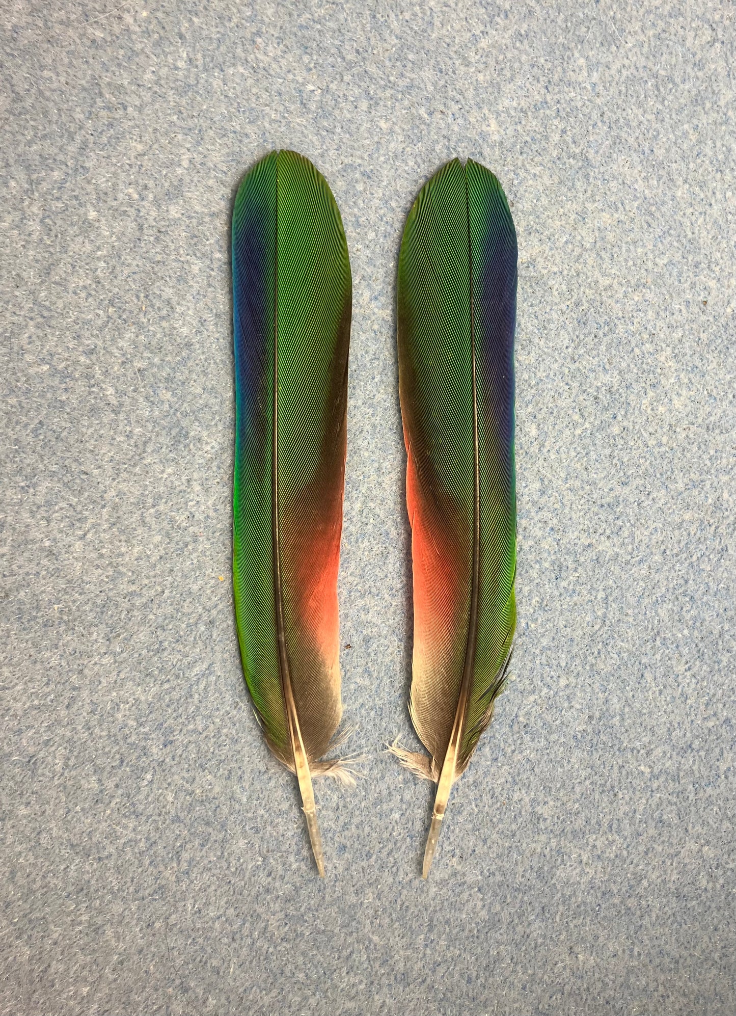 Pair of gorgeous green, blue, and red Maximilian Pionus tail feathers