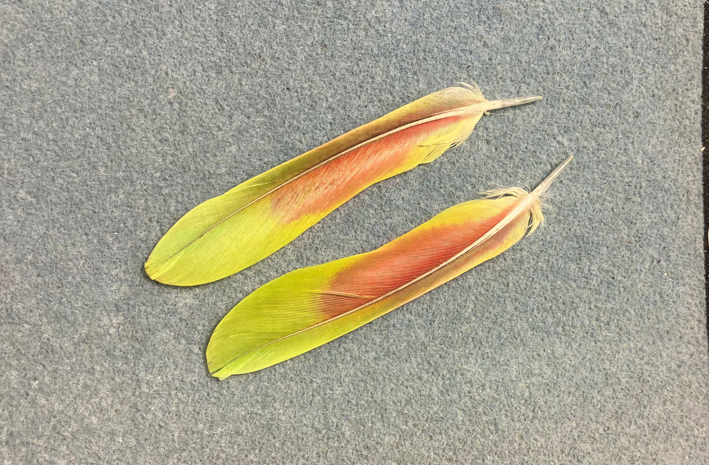 Pair of gorgeous lime green and red white-fronted (spectacled) Amazon tail feathers
