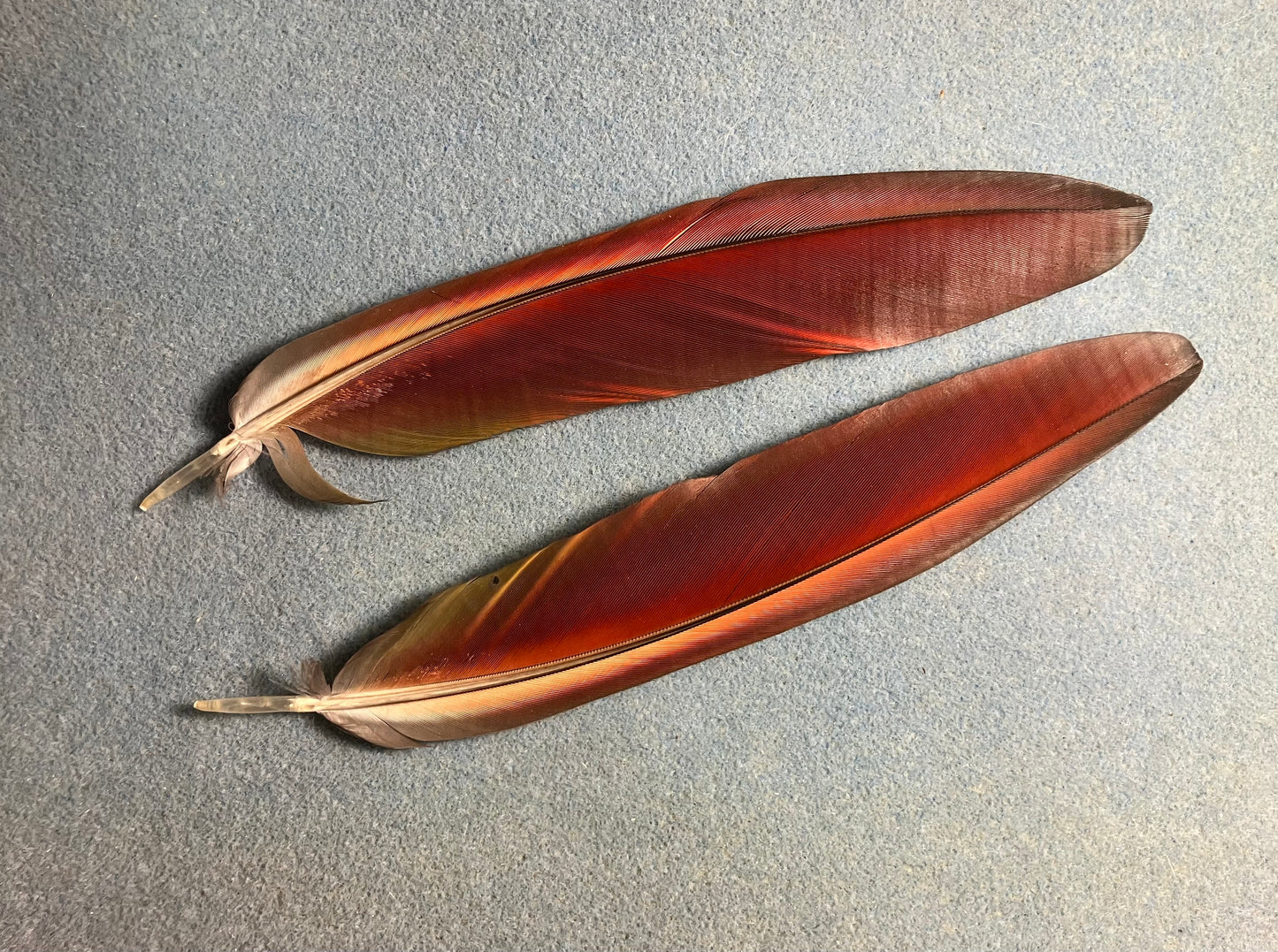 Pair of gorgeous blue and red scarlet macaw tail feathers