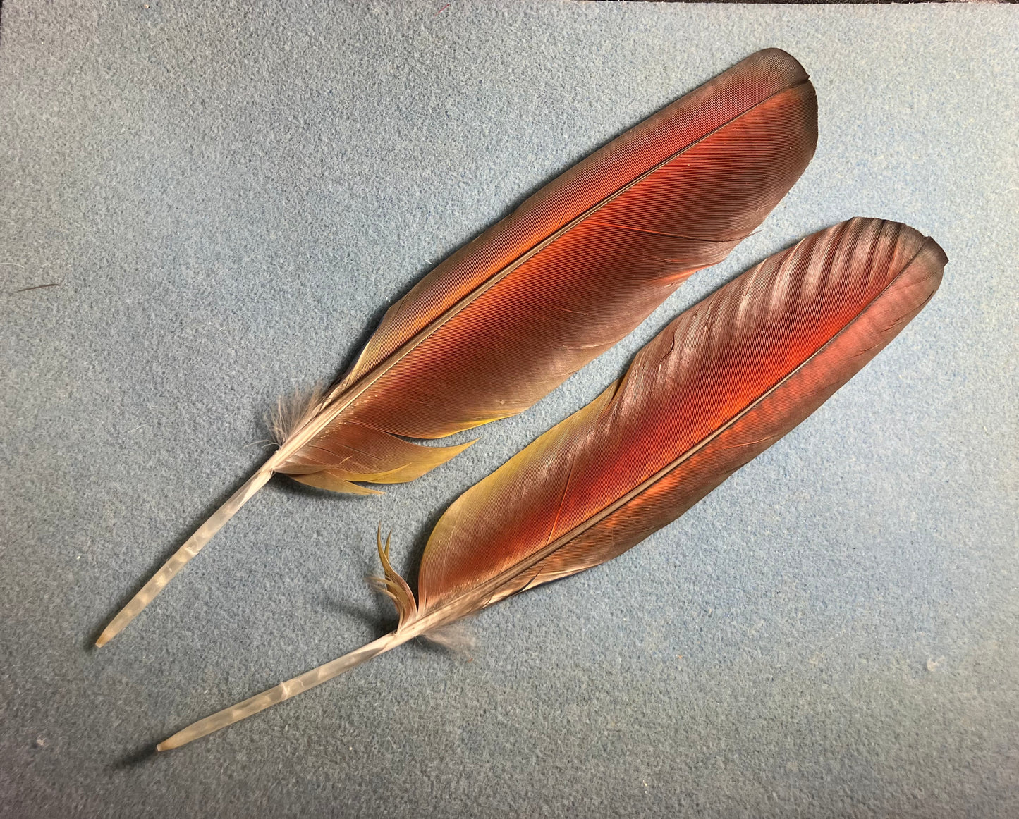 Pair of large gorgeous blue and red scarlet macaw wing feathers