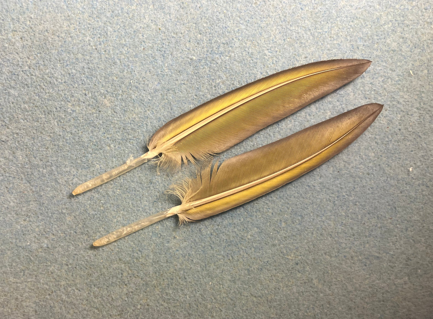 Pair of gorgeous blue and yellow pointed blue and gold macaw wing feathers
