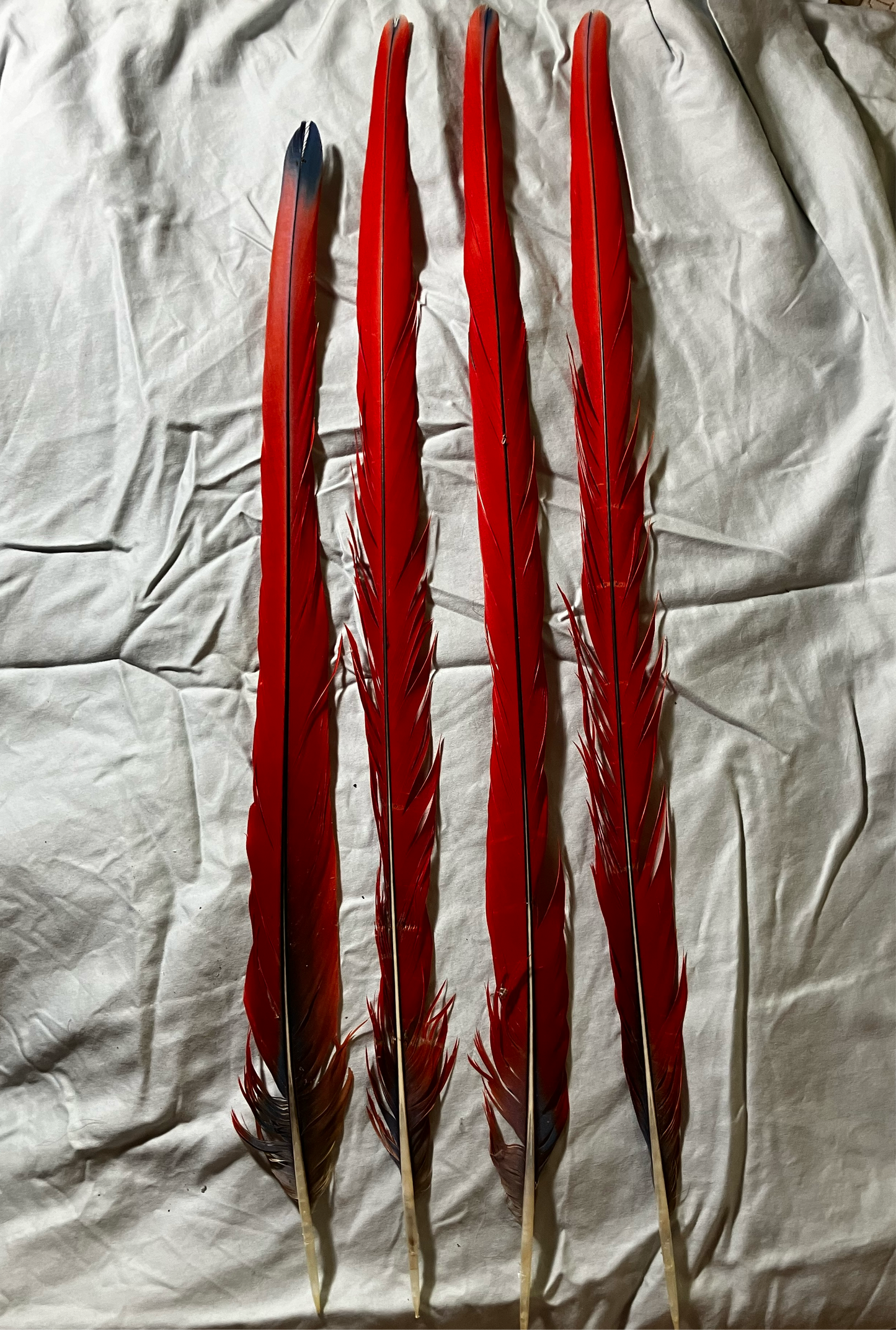 RESERVED for dazweez: 4 scarlet macaw tail feathers