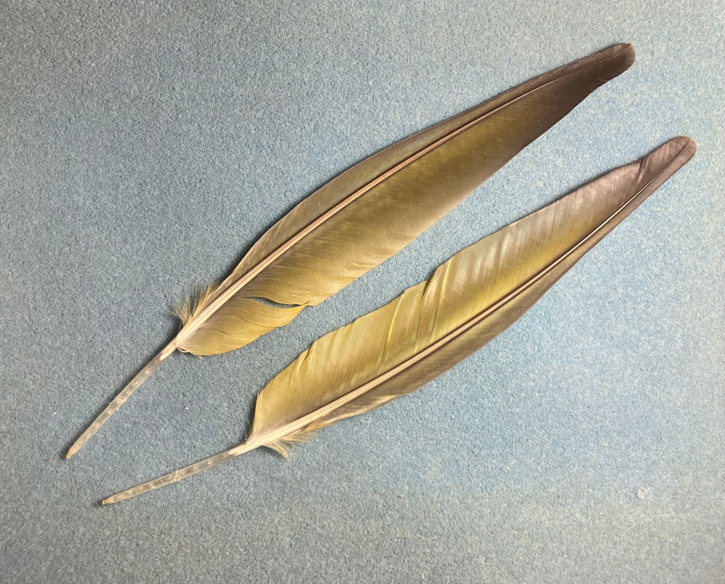 Pair of large gorgeous blue and yellow red-fronted macaw wing feathers