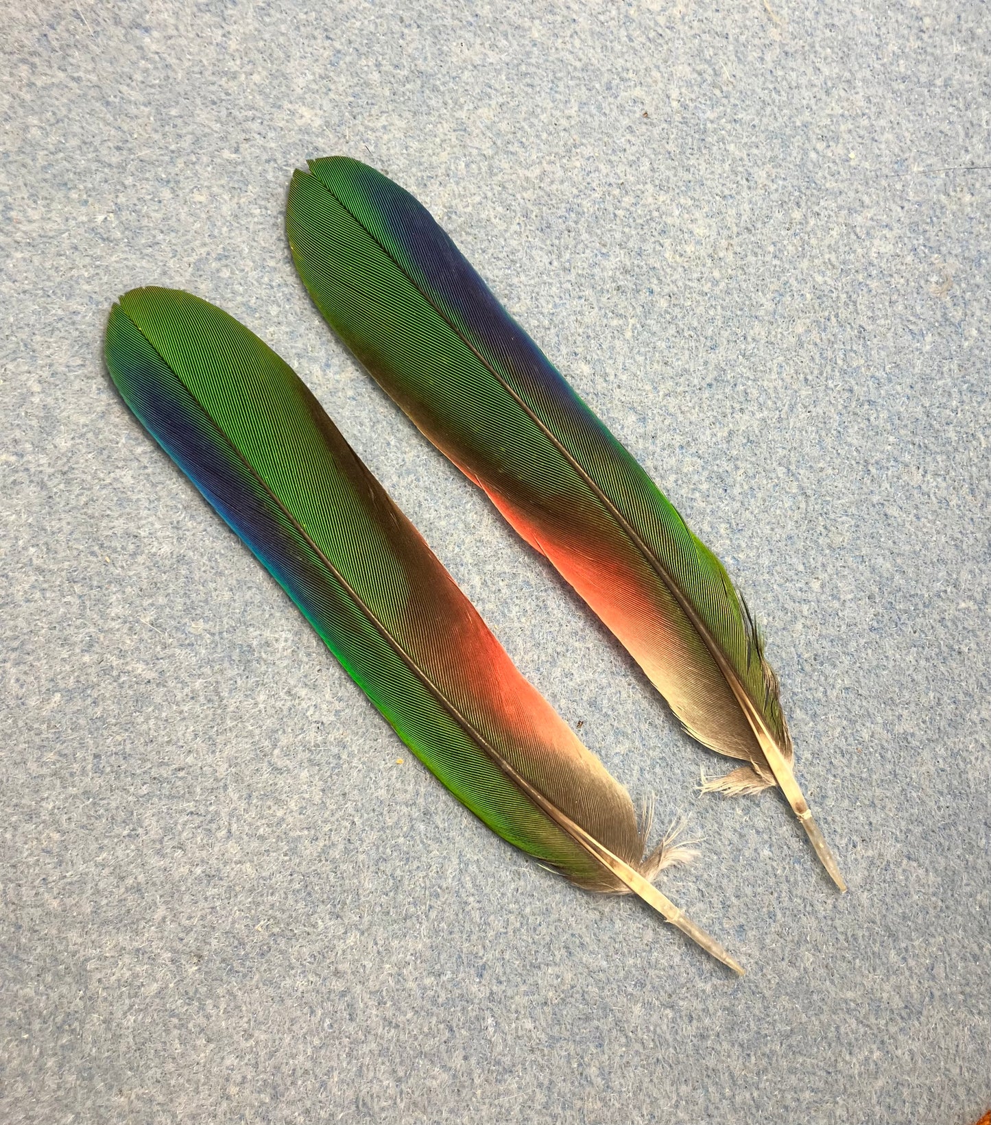 Pair of gorgeous green, blue, and red Maximilian Pionus tail feathers