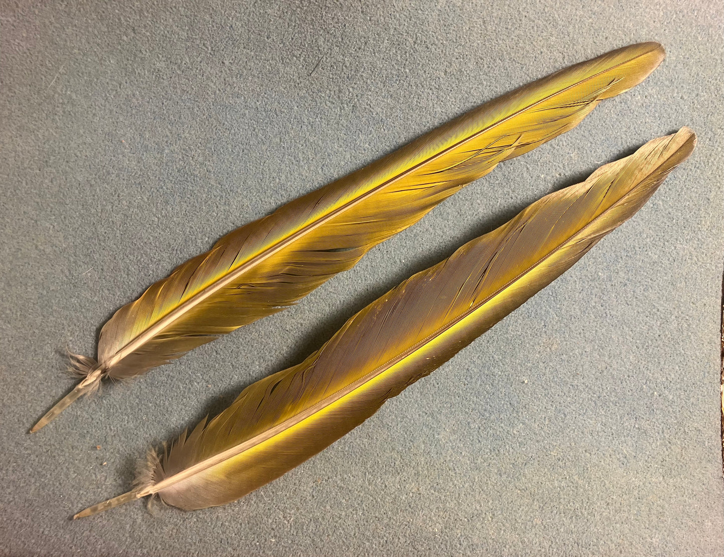 Pair of gorgeous blue, green, red and yellow military macaw tail feathers