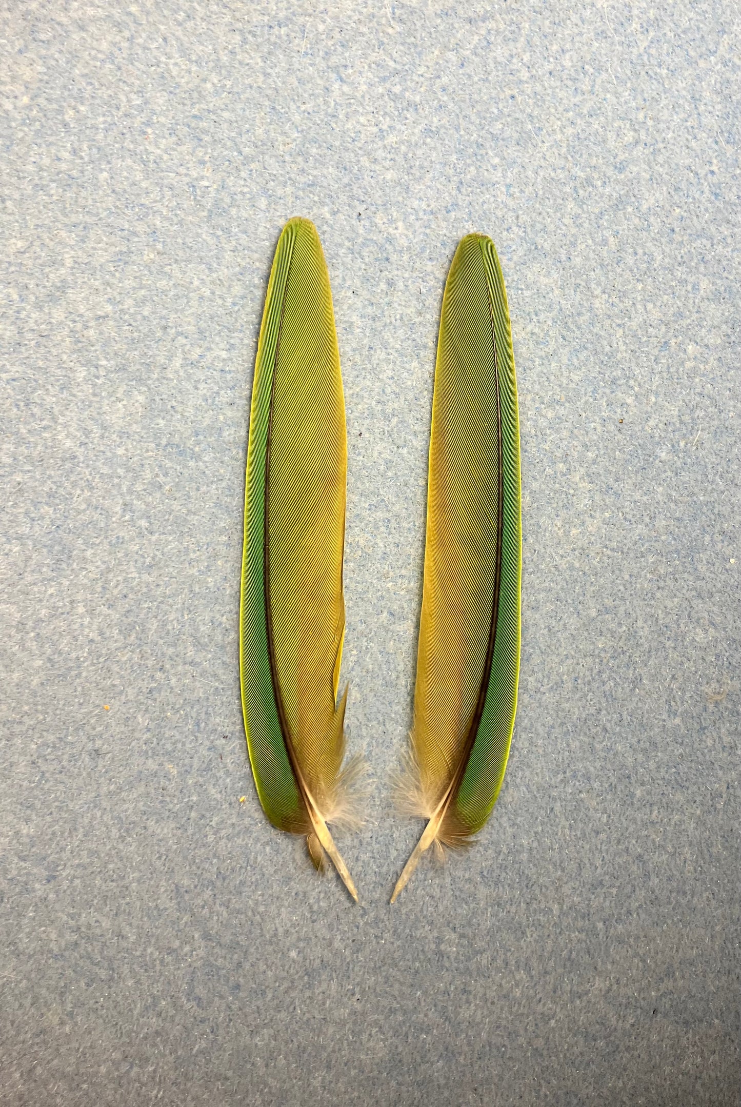 Pair of gorgeous green Noble mini macaw tail feathers