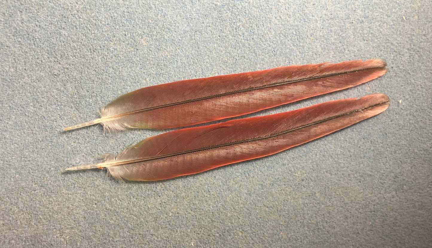 Pair of gorgeous dark red (with a hint of green) yellow sided green cheek conure tail feathers