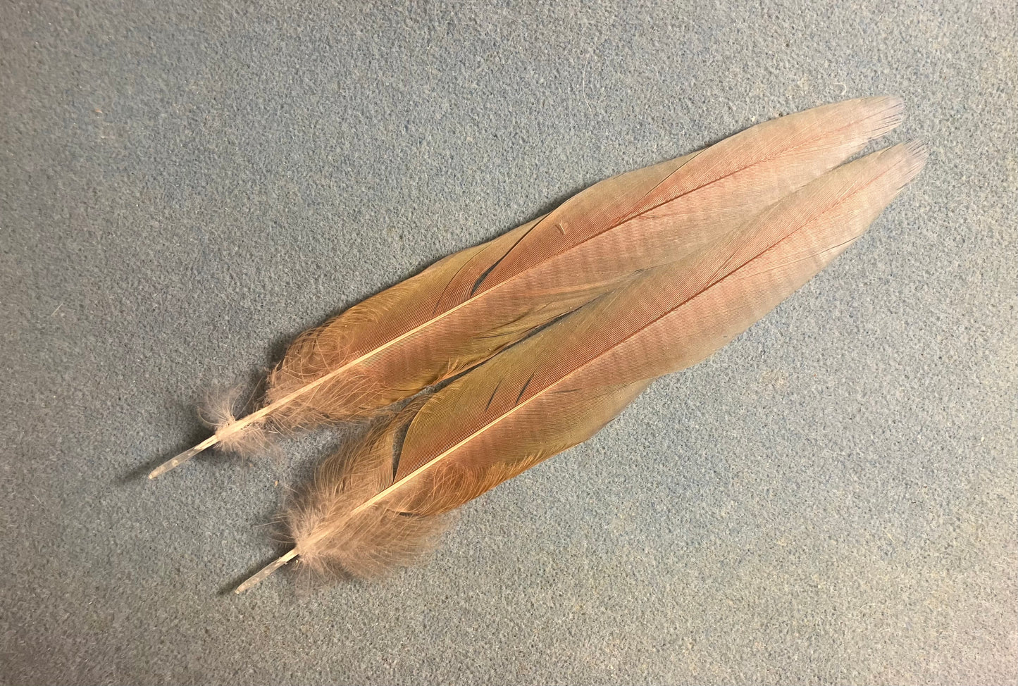Pair of gorgeous light blue and pink scarlet macaw feathers