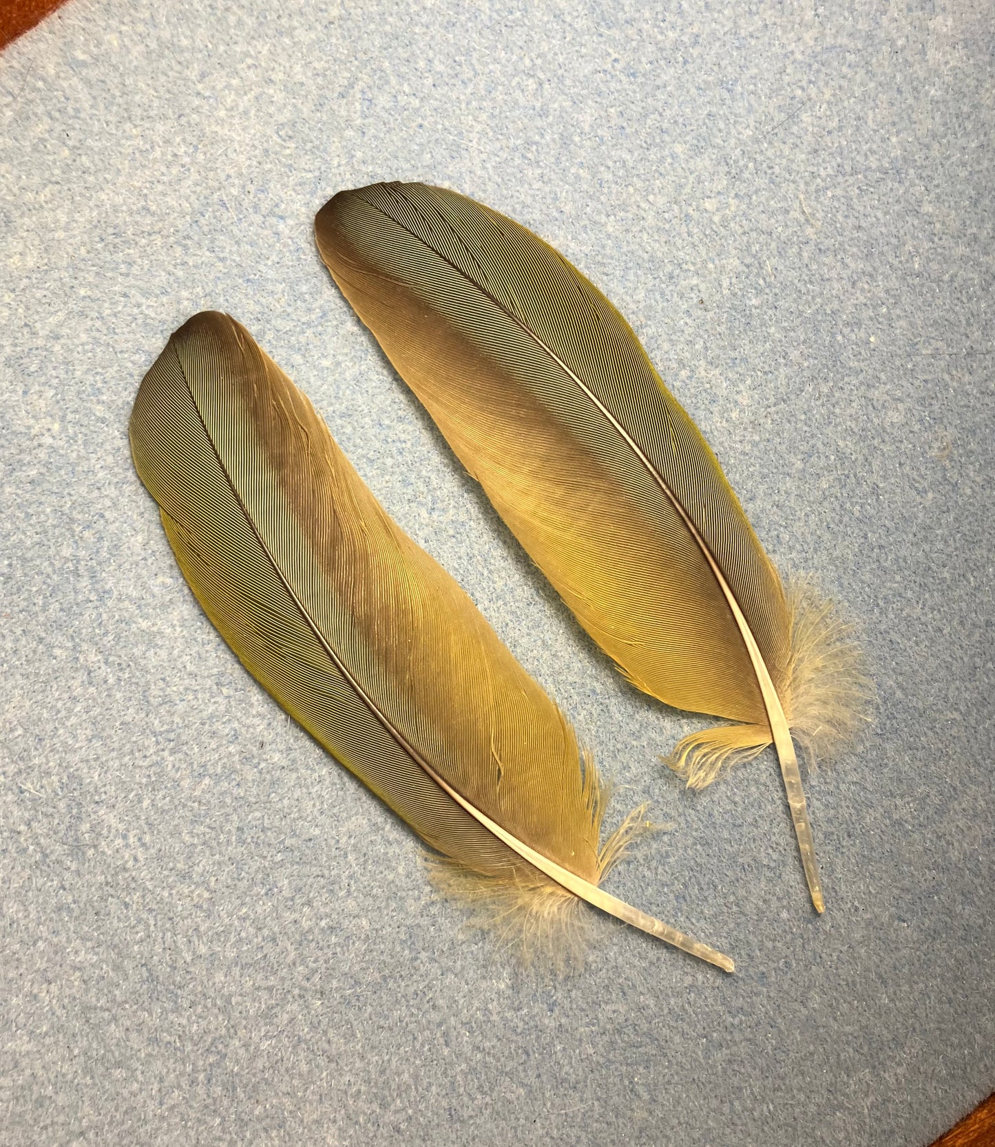 Pair of gorgeous olive green red-fronted macaw wing feathers
