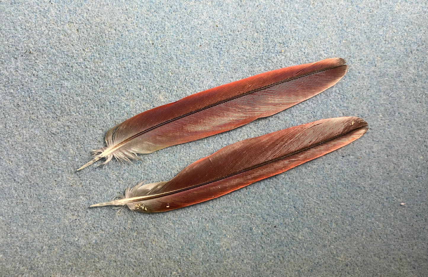 Pair of gorgeous dark red yellow sided green cheek conure tail feathers