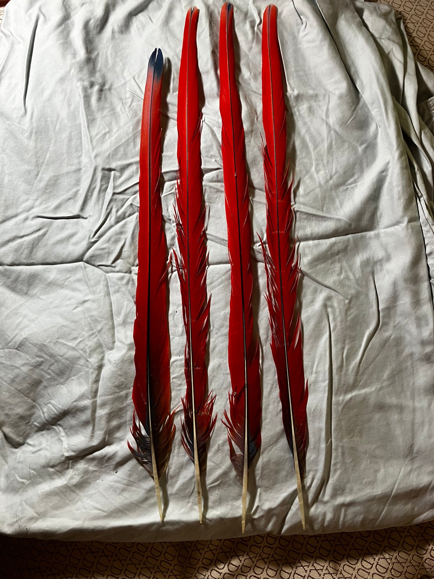 RESERVED for dazweez: 4 scarlet macaw tail feathers
