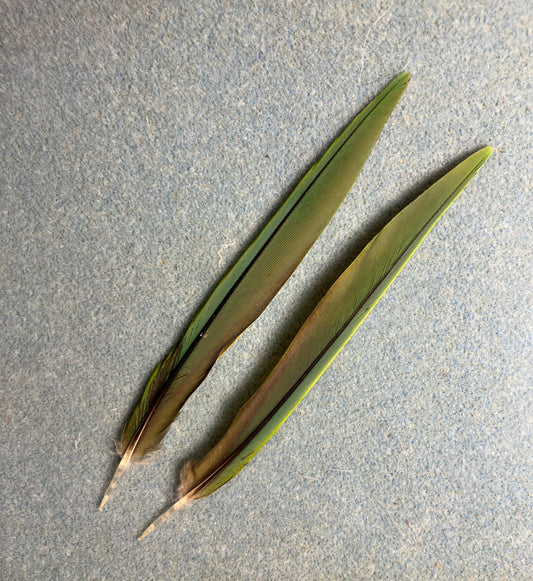 Pair of gorgeous thin green Hawn’s mini macaw tail feathers
