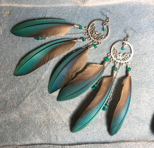 Turquoise macaw feather earrings attached to silver chandelier findings and adorned with silver chain and tiny dangling turquoise Czech glass beads.