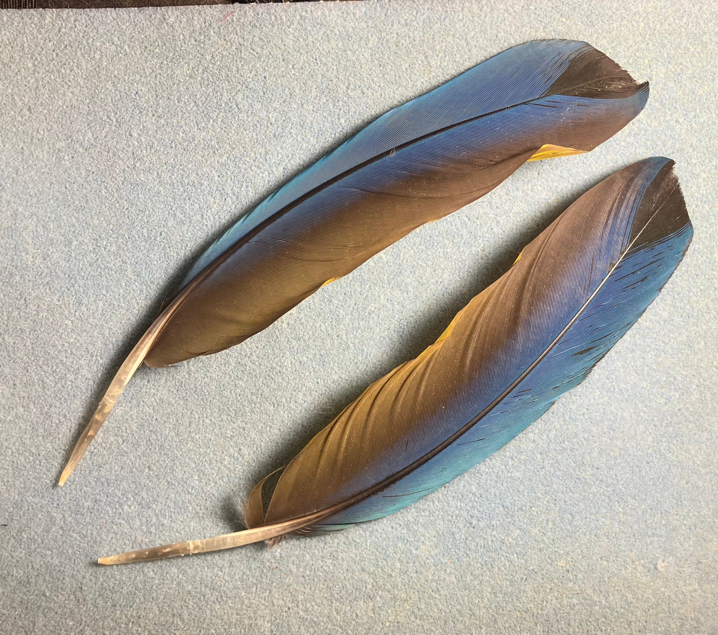 Pair of large gorgeous blue and yellow blue and gold macaw wing feathers