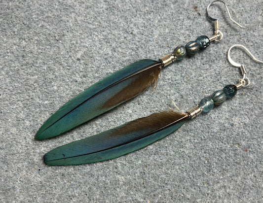 Slender turquoise blue and gold macaw feather earrings adorned with turquoise Czech glass beads.