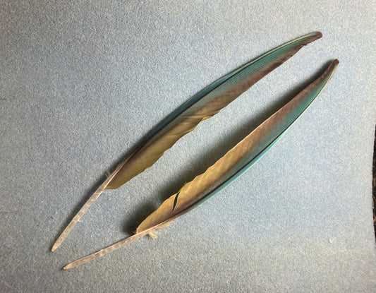 Pair of large gorgeous blue and yellow red-fronted macaw wing feathers
