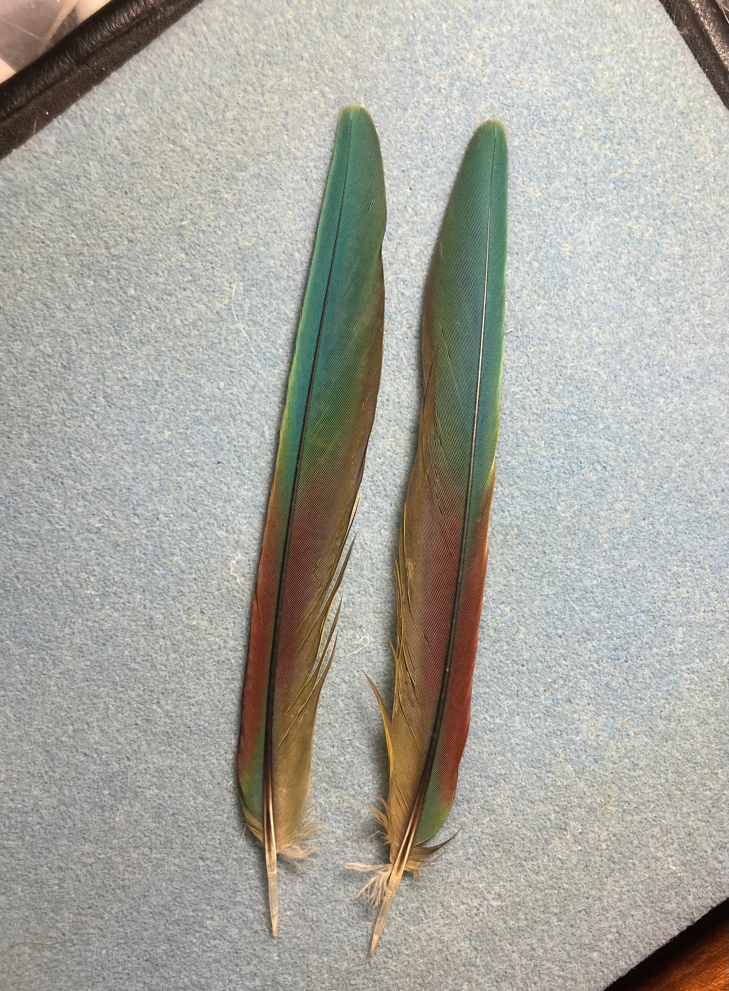 Pair of gorgeous blue, green, and red Illiger’s mini macaw tail feathers