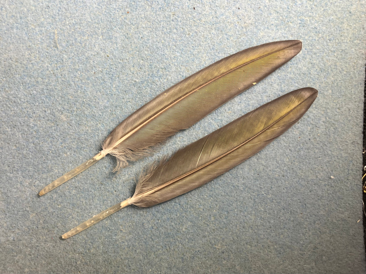 Pair of gorgeous blue and yellow  military macaw wing feathers
