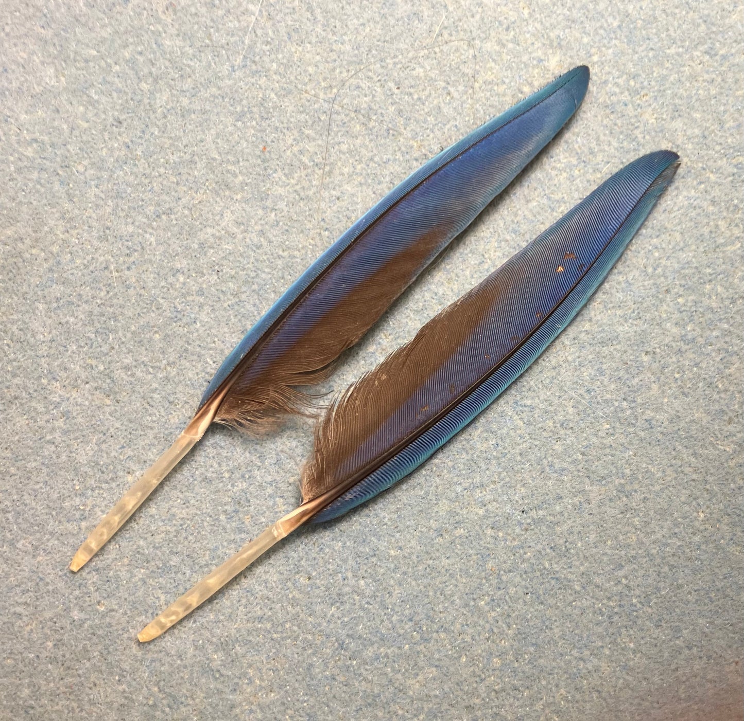 Pair of gorgeous blue and red pointed scarlet macaw wing feathers