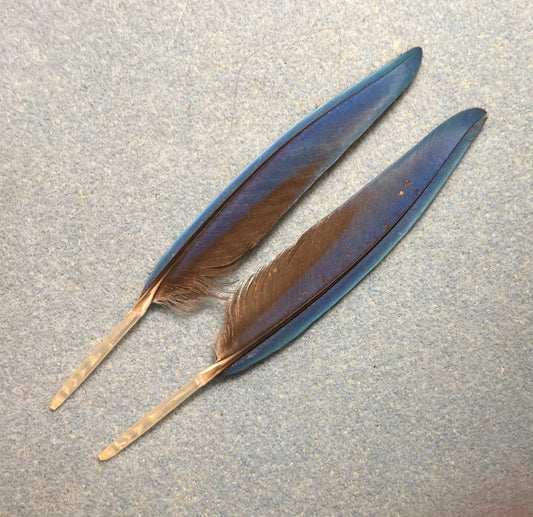 Pair of gorgeous blue and red pointed scarlet macaw wing feathers