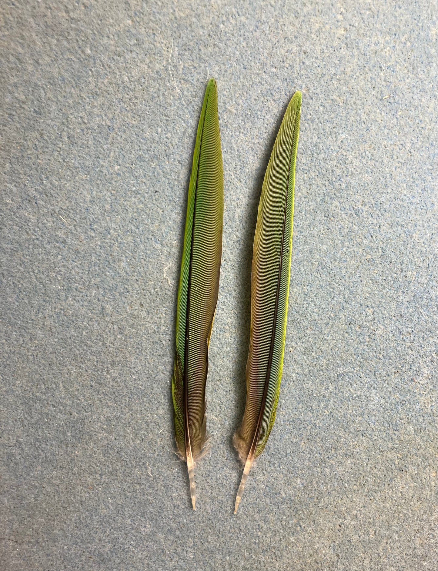 Pair of gorgeous thin green Hawn’s mini macaw tail feathers