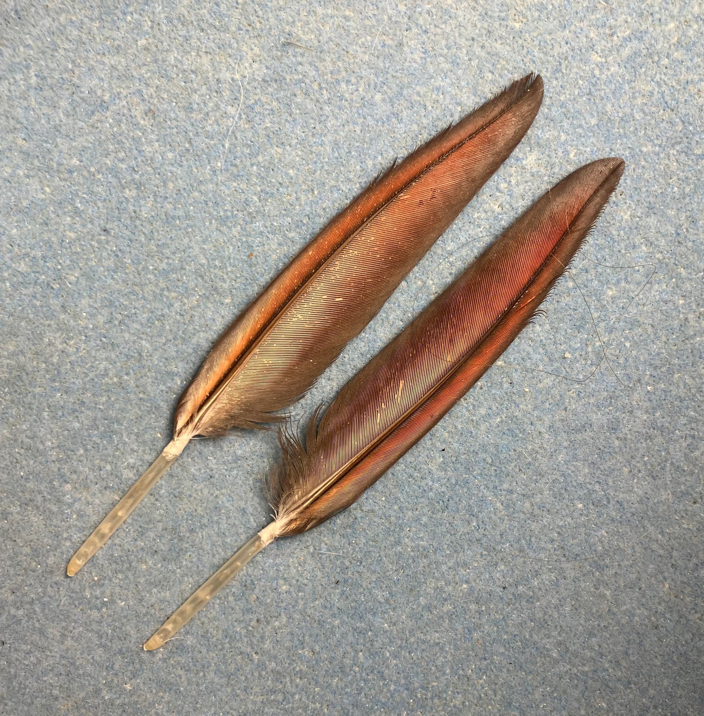 Pair of gorgeous blue and red pointed scarlet macaw wing feathers