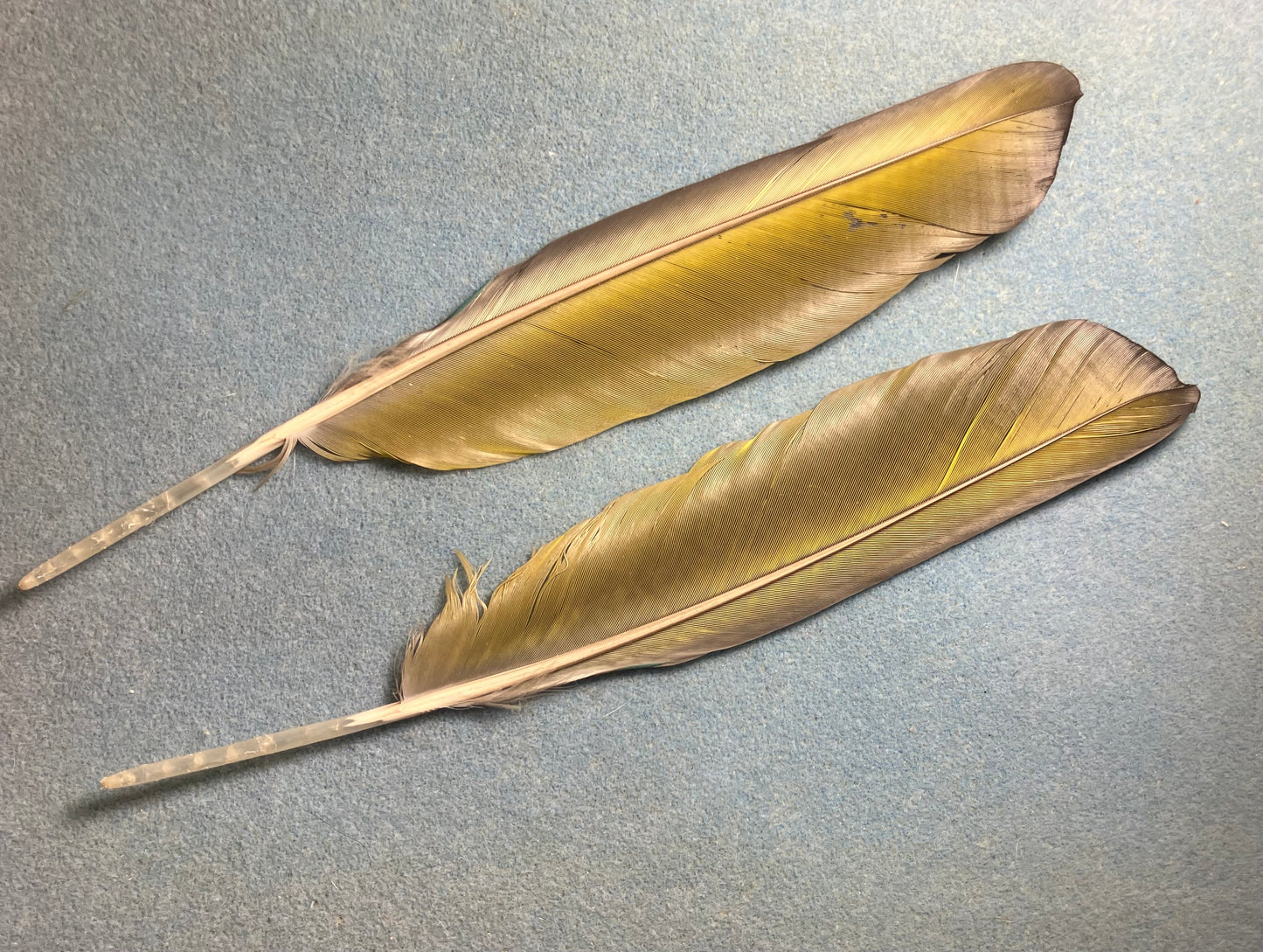 Pair of large gorgeous blue and yellow red-fronted macaw wing feathers
