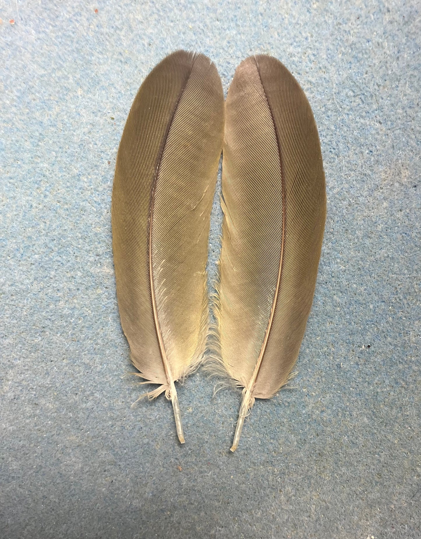 Pair of gorgeous bluish olive green red-fronted macaw wing feathers