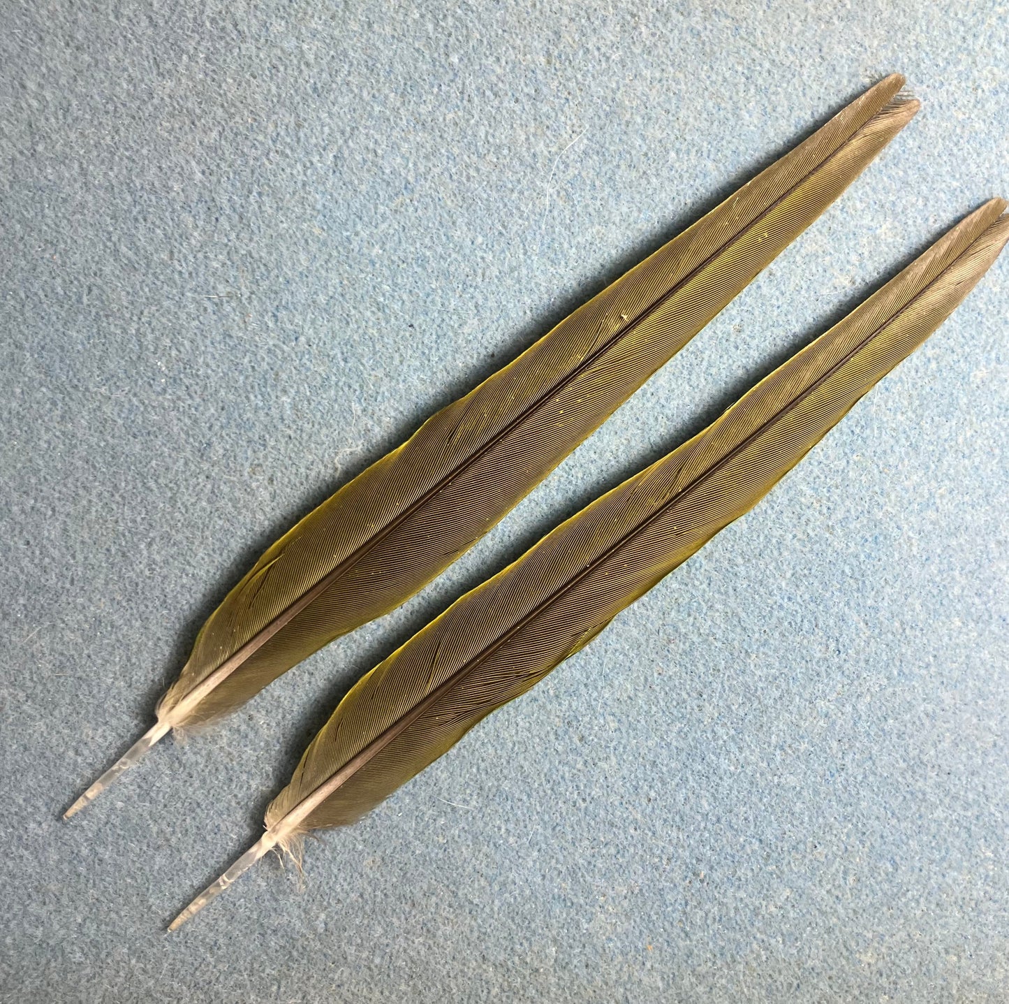 Pair of gorgeous green Noble mini macaw tail feathers