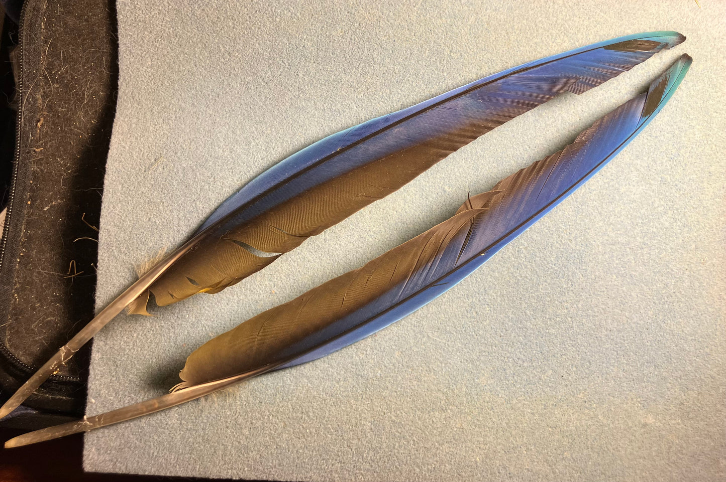 Pair of long gorgeous blue and yellow blue and gold macaw wing feathers