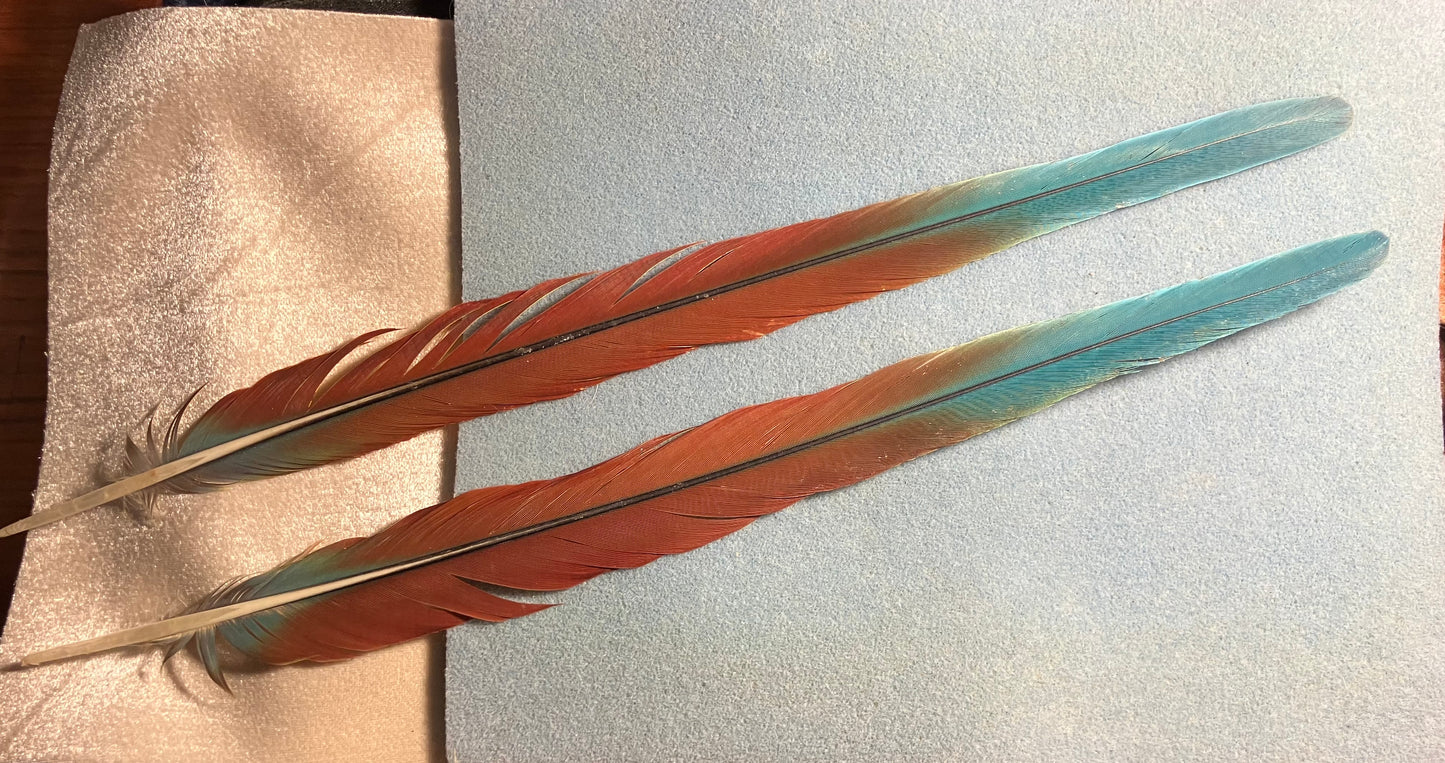 Pair of gorgeous blue, green, red, and yellow military macaw tail feathers