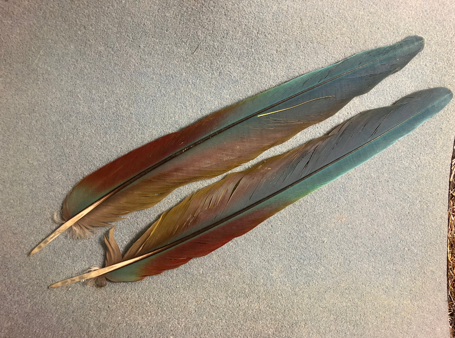 Pair of gorgeous blue, green, red and yellow military macaw tail feathers