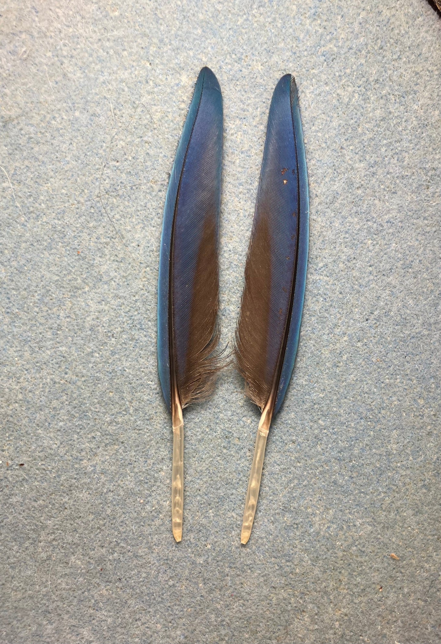 Pair of gorgeous blue and red pointed scarlet macaw wing feathers