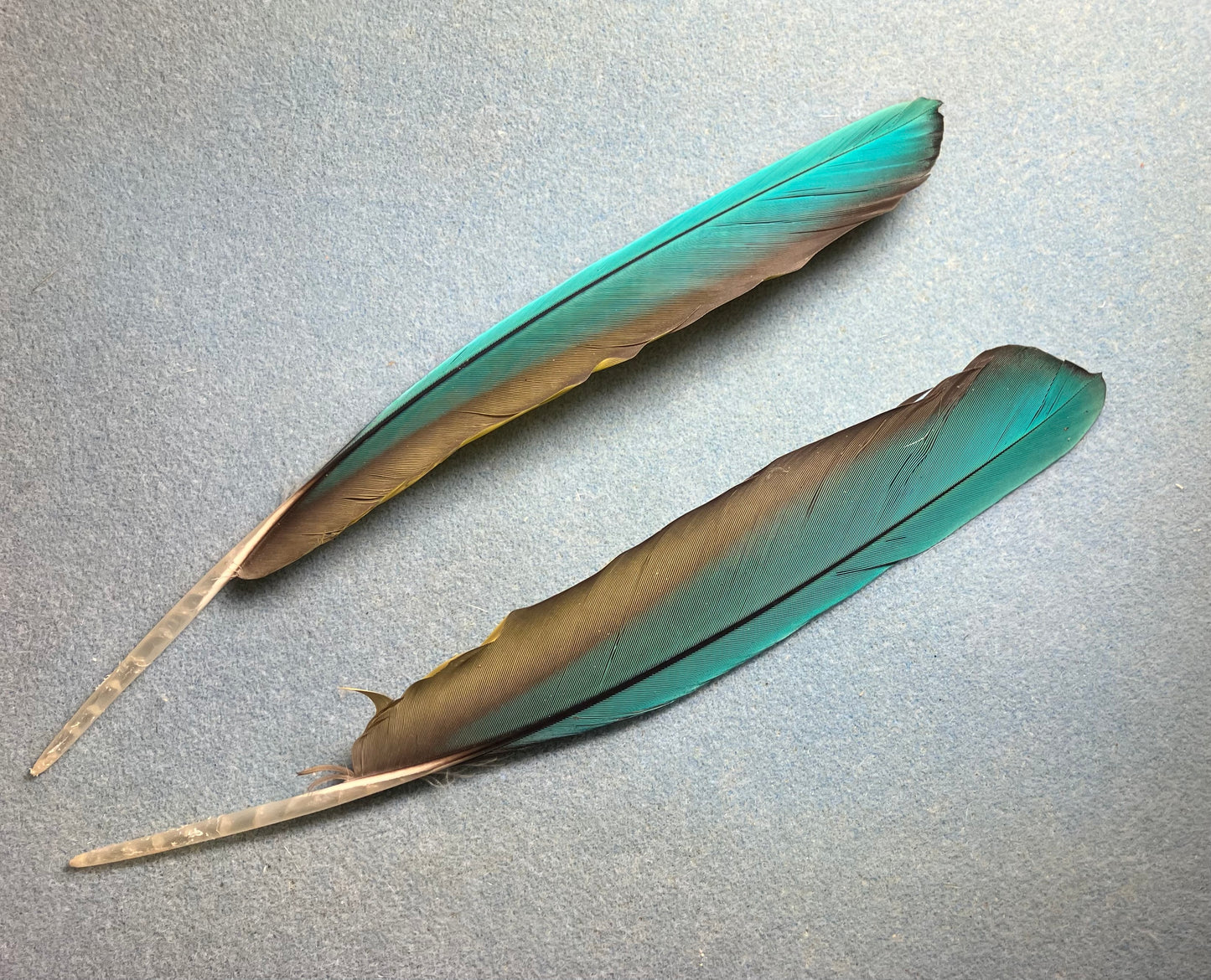 Pair of large gorgeous blue and yellow red-fronted macaw wing feathers