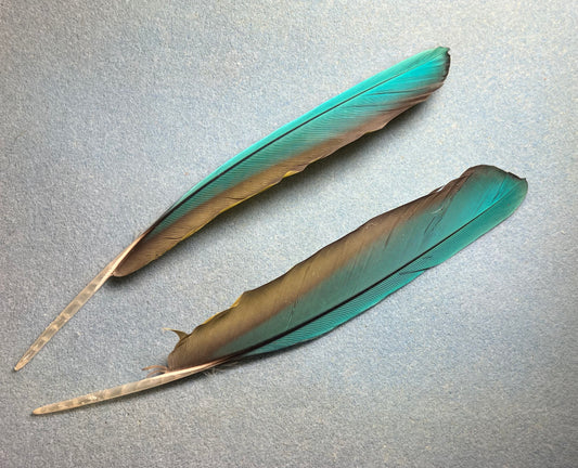 Pair of large gorgeous blue and yellow red-fronted macaw wing feathers