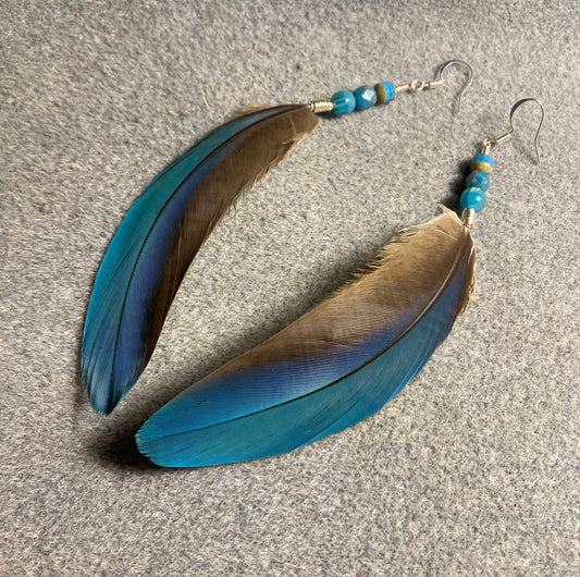 Turquoise blue macaw feather earrings adorned with turquoise Czech glass beads.