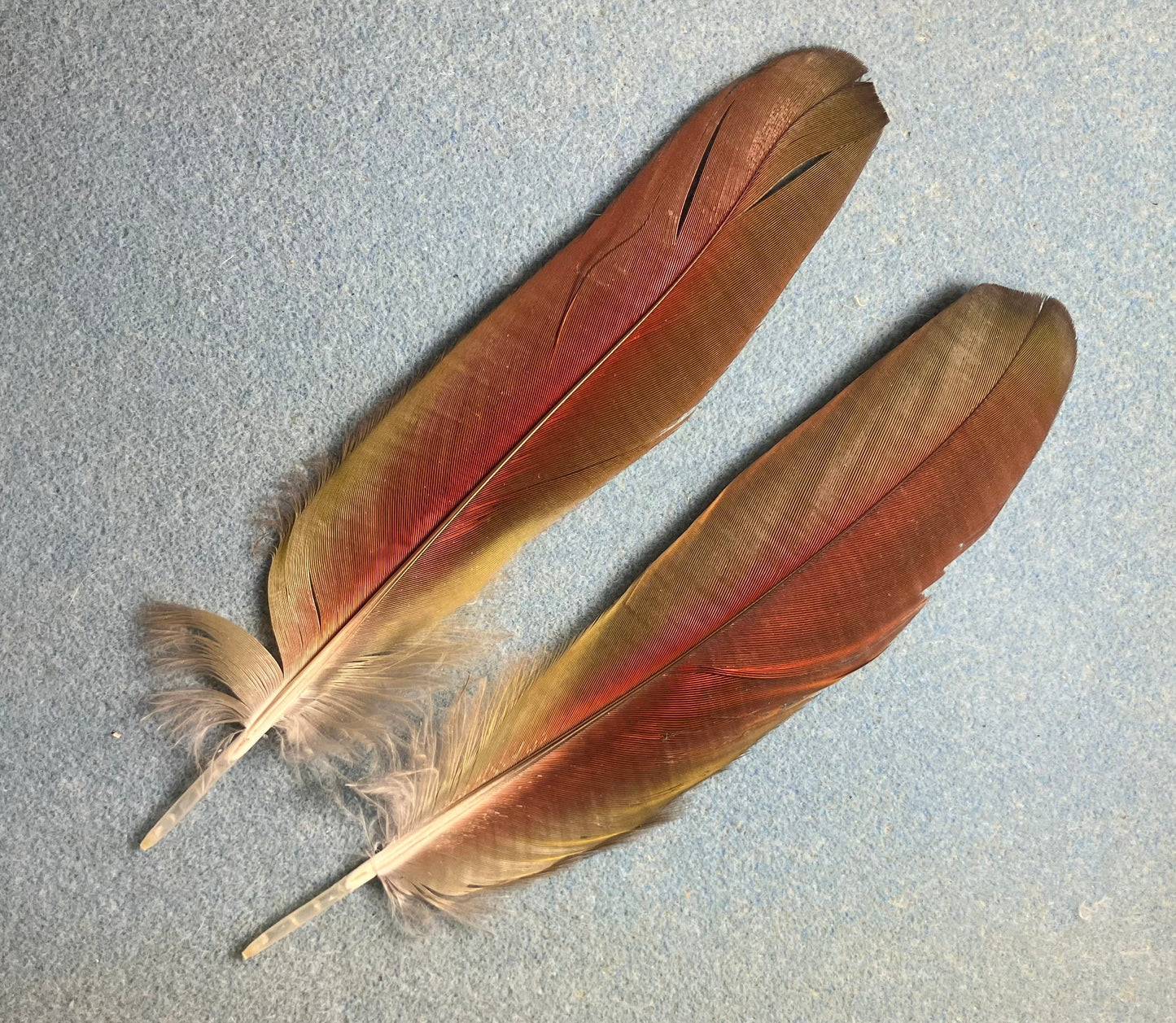 Pair of gorgeous green, blue, and red scarlet macaw wing feathers