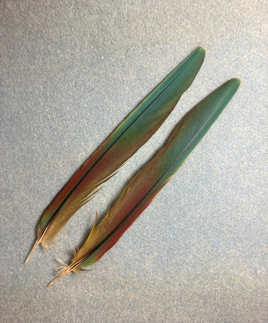 Pair of gorgeous blue, green, and red Illiger’s mini macaw tail feathers