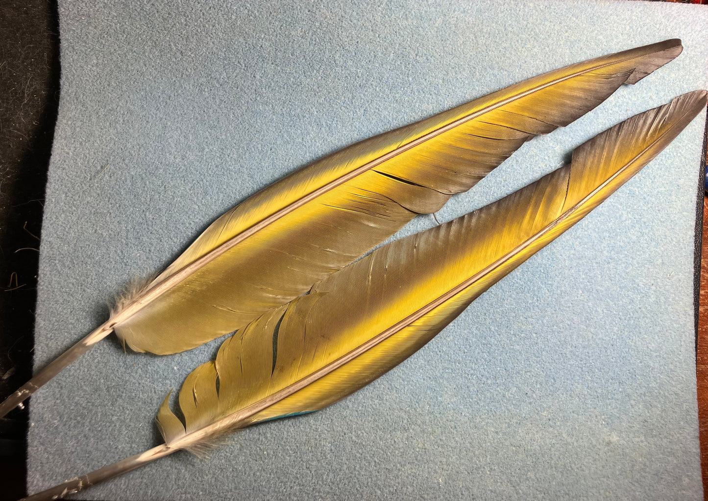 Pair of long gorgeous blue and yellow blue and gold macaw wing feathers