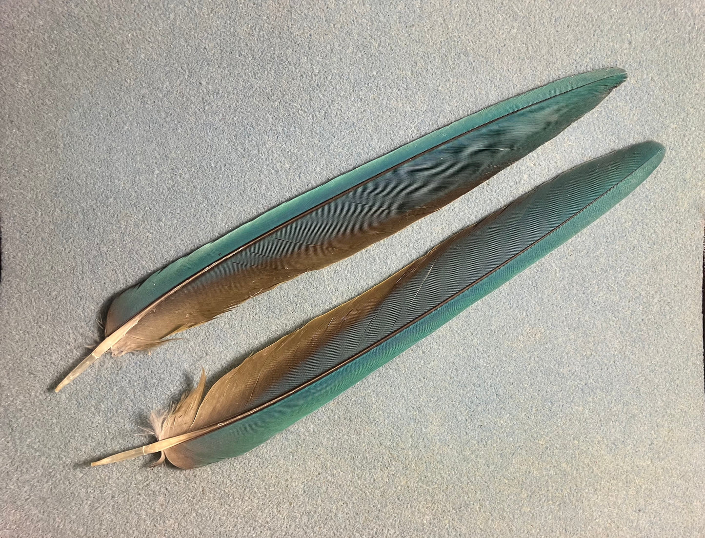 Pair of gorgeous blue and yellow blue throated macaw tail feathers